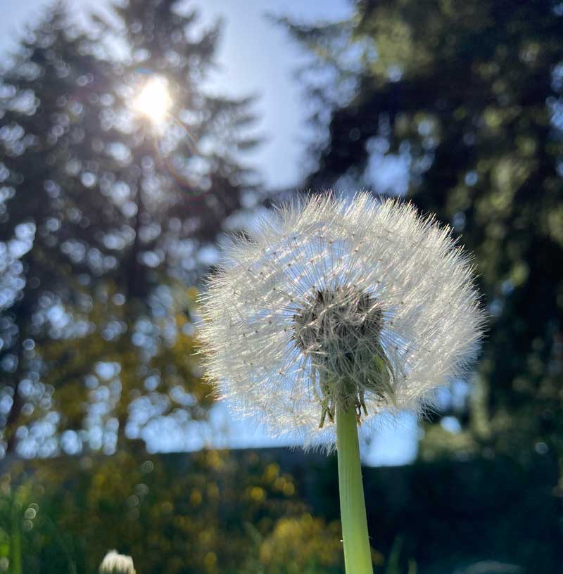 Make a wish - Dandelion - Fabiola Esperanza