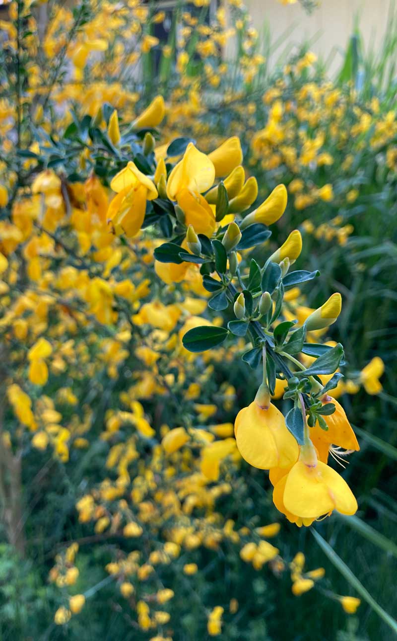 Picture of Yellow Flowers - Fabiola Esperanza